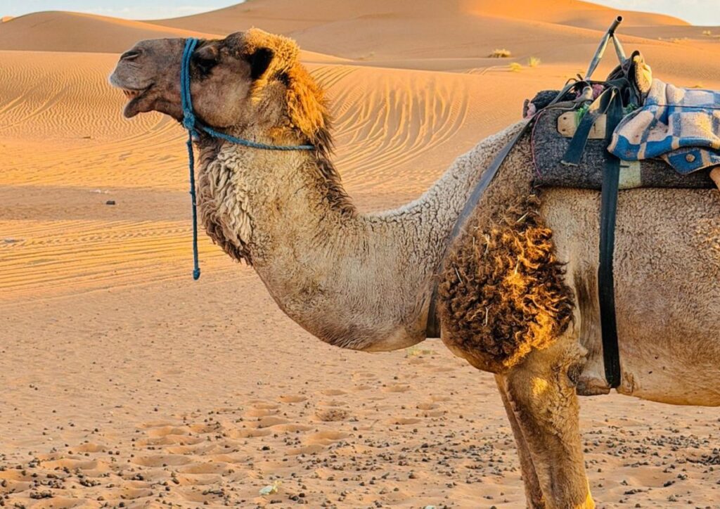 7 Day Morocco Private Tour from Casablanca